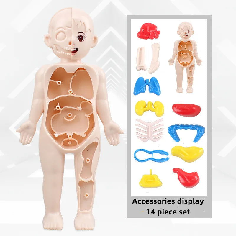 Montessori 3D Human Body Anatomy Puzzle - Toys4us