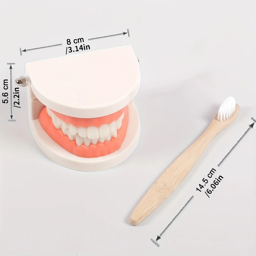 Montessori Toothbrushing Teaching Aids