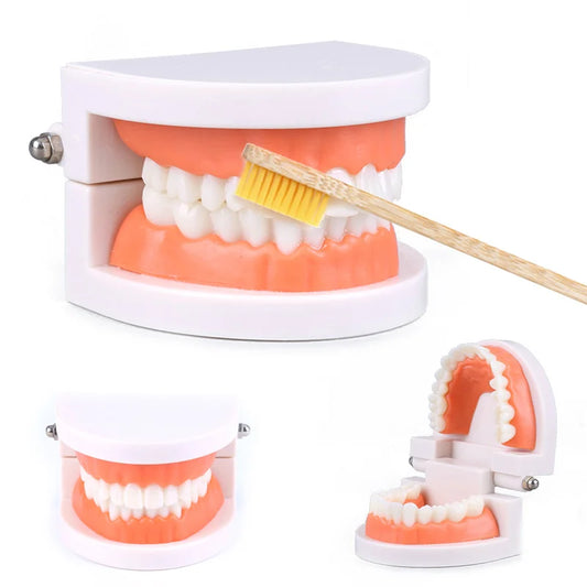 Montessori Toothbrushing Teaching Aids