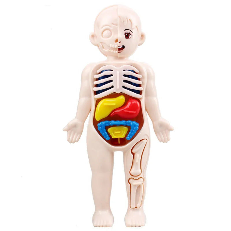 Montessori 3D Human Body Anatomy Puzzle - Toys4us