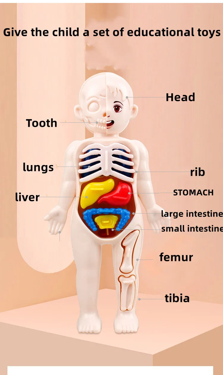 Montessori 3D Human Body Anatomy Puzzle - Toys4us