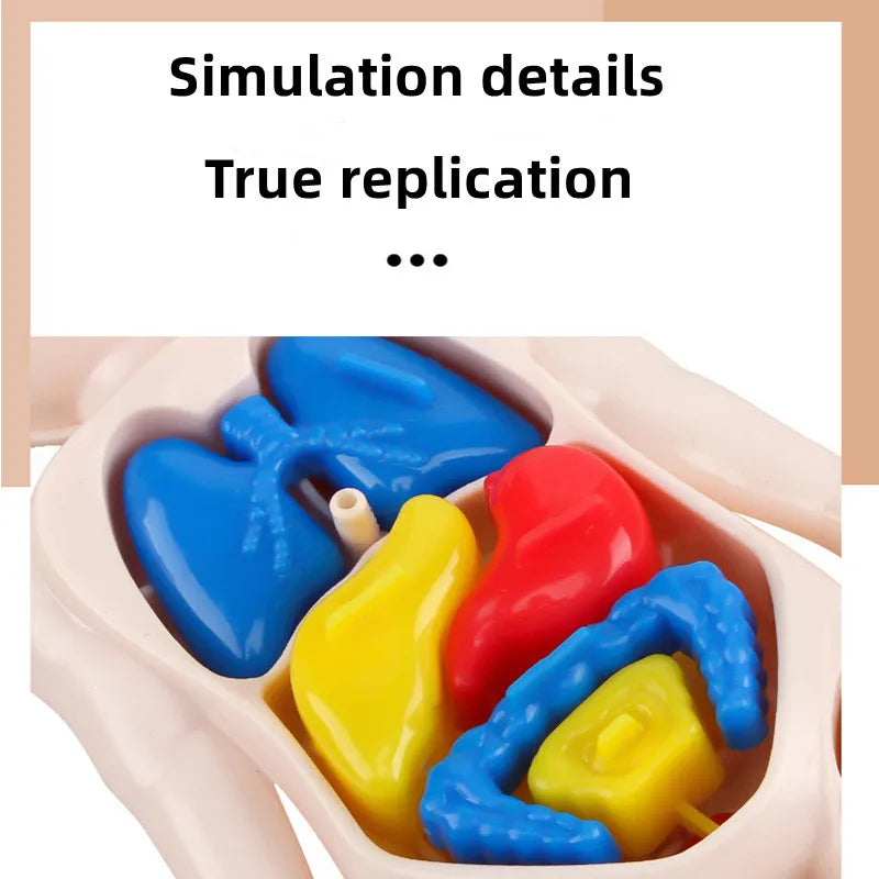 Montessori 3D Human Body Anatomy Puzzle - Toys4us