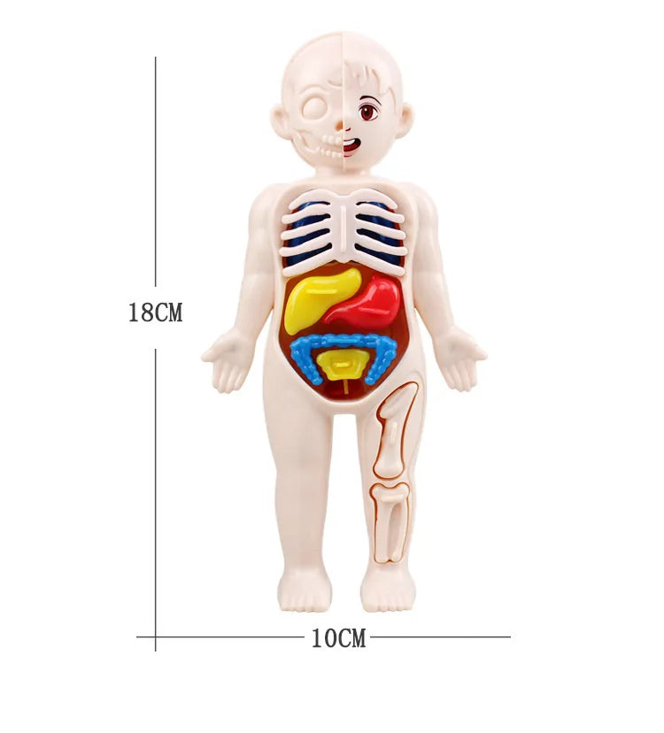 Montessori 3D Human Body Anatomy Puzzle - Toys4us